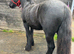 Registered dales yearling filly