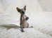 Sphynx Kittens