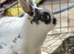 Bunny still looking for a home