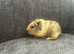 3 female guinea pig babies - still available ready to leave