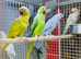 Ring neck parrot