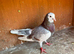 Birmingham rollers pigeons
