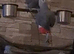 Tame African grey Glasgow