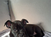 Last female staffy