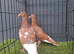 red muleman chicks pair
