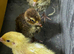 Jumbo quail chicks