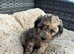 5 Lhasapoos puppies