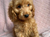 Cockapoo puppies