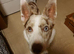 Red merle female collie