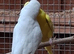 2 breading pairs of budgies