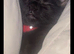 Black Male Cat