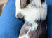 4 x Springer spaniel liver & white male puppies
