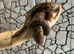 Adult Brazilian Rainbow Boa at Birmingham Reptiles