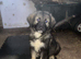 Caucasian shepherd puppies