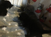 Only 2 kittens available