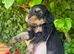 Cottage Cavapoo puppies 5* Council reg’d