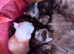 Gorgeous Maine Coon Kittens