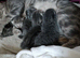 Russian Blue kitten 8 weeks old fully litter trained. Boy
