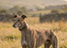 Powerful Brindle Greyhound Stud – Registered