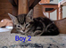 Gorgeous Tabby Kittens for sale &pound;250 male &pound;300 female