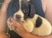Springer spaniel puppies
