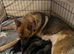 German Shepherd Puppies for sale