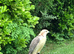 Saker falcon