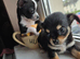 Baby teacup chihuahuas both full breed
