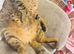 Tobby cat for rehome 14 months