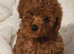 Last girl Asian poodle puppy ready now