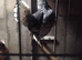 Silver sebright cock