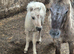 Miniature Shetland Colt Foal