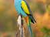 Australian Hooded Parrot - Parakeet