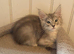 Female mainecoon kitten