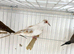 Pied diamond dove cock bird for sale
