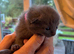7 blue/grey British Shorthair kittens for sale