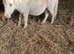 Mini Shetland filly foal