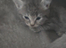Beautiful Kittens Looking for Loving Homes