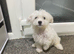 Maltese Puppies Available Now