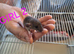 Baby female dumbo/rex rats