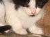 9 week old kittens