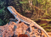 Baby Bearded Dragon