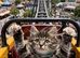 Maine coon