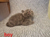 British shorthair kittens ready now