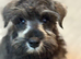 Miniature schnauzer