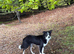 1 year old female border collie