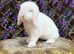 Mini lops