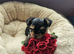 Lovely puppies for sale