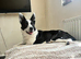 Border collie for sale