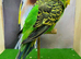 Male expedition budgie